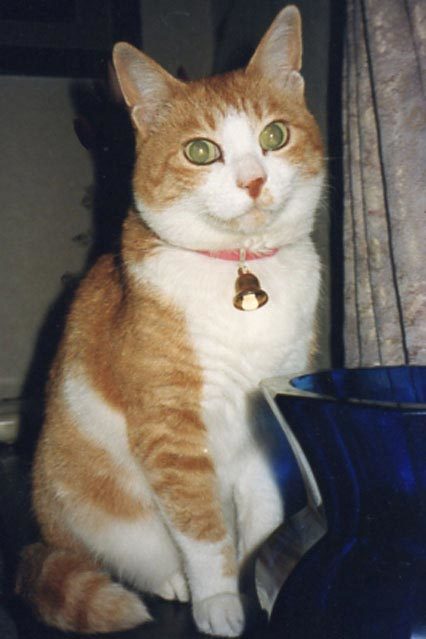 猫の写真